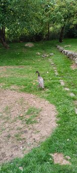 Indický běžec - kmen - 2