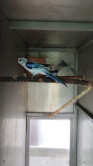 Rosela modrá na ino - 2