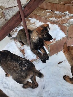 Německý ovčák - 2