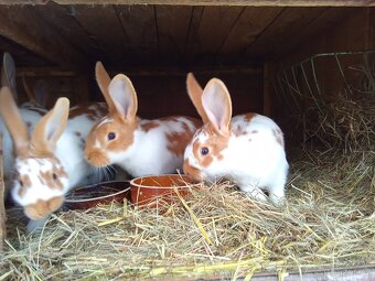 Hyla x burgundsky - 2