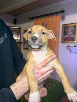 Americký stafordšírský terier - 2