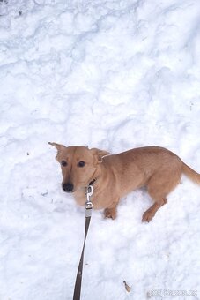 Jezevcik,teriér,malý kríženec, - 2