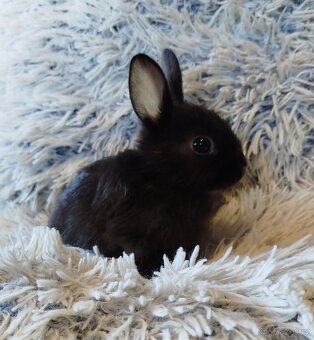 Zakrslý krátkouchý s VP - 2