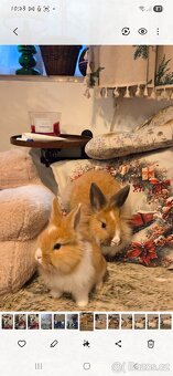 Zakrslý králík lvíček x masný - 2