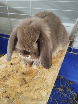 Prodám samečka minilopa - 2