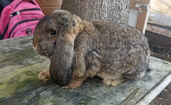 Samečci francouzský beran - 2