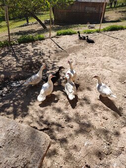 Kachna pižmová - 2