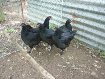 MARANS-kuřice - 2