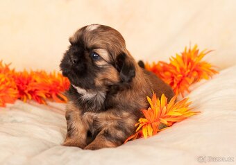 Shih-Tzu štěňatka (shi tzu, si-tzu, shitzu, si-cu) - 2