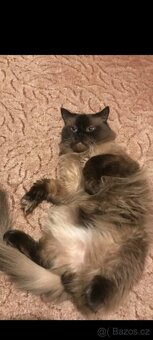 Ragdoll ke kryti - 2