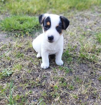 Jack Russell štěňátka - 2