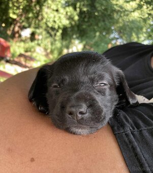 Prodám štěňátko Labradora - 2