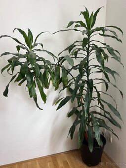 Velká pokojová rostlina – Dracena 170 cm, stáří 7-8 let - 2