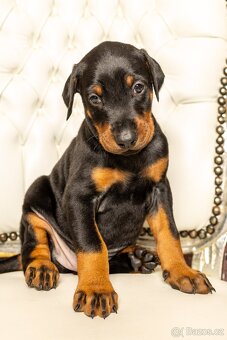 Dobrman, zdravá, krásná štěnata s PP - 2