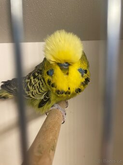 Výstavní andulky - 2