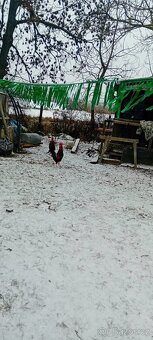 Prodám dva kohouty. - 2