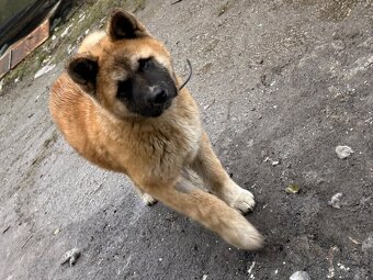 Pes Akita - 2