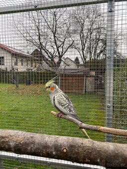 Korela chocholatá - 2