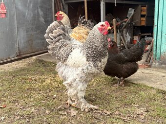 Brahmanka velka 2x kohout, ca roční - 2