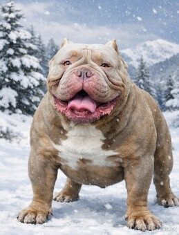 American Bully pocket exotic - krytí - 2