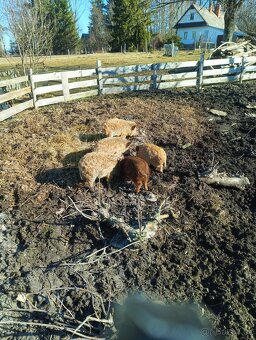 Prodám selata Kune/ mangalice - 2