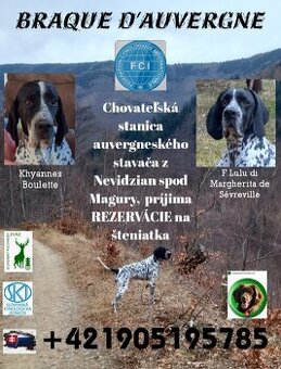 Auvergneský ohař - 2