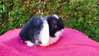 Zakrslý beránek, králíček, králík - ELIŠKA - 2
