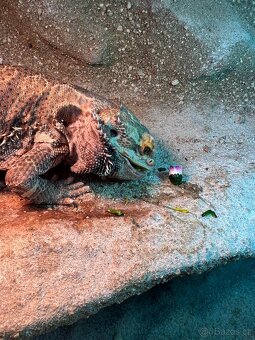 Agama vousata - 2