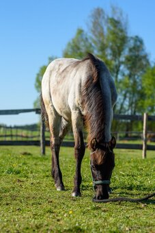 QH Hřebeček Blue Roan - 2