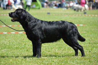 Labradorský retriever - 2