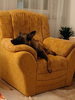 Daruji fenu Belgického ovčáka Malinois - 2