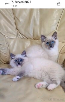 Ragdoll koťátka - 2