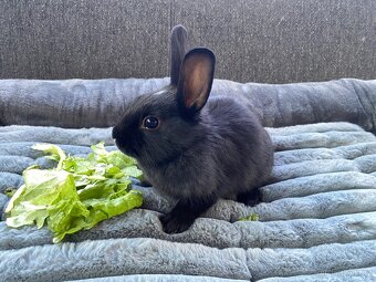 Sameček králiček 🍃🐇 - 2