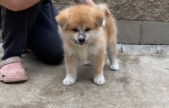 Chs Kuroma nabízí štěňátka plemene Akita inu s PP - 2