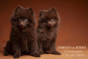 Štěňata německý špic malý hnědý - 2