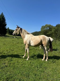 Ročný žrebček po Pepsi Skippin Scotch - 2