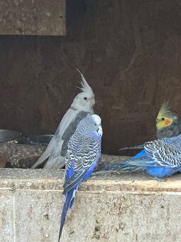 Prodam Chov exotu - 2