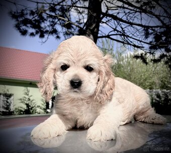 americký kokršpaněl - 2