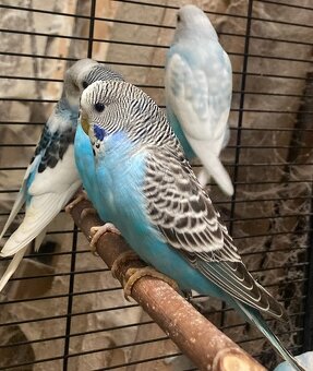 Prodám Andulky modrobílé - 2