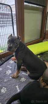 American bully xl - 2