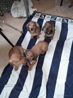 Jezevčík hladkosrstý standartň - 2