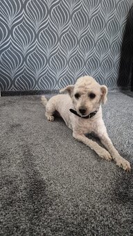 Trpasličí pudlik-kryti - 2