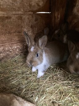 Samice s kralicaty - 2