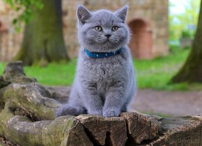 Britská modrá koťátka s PP - 2