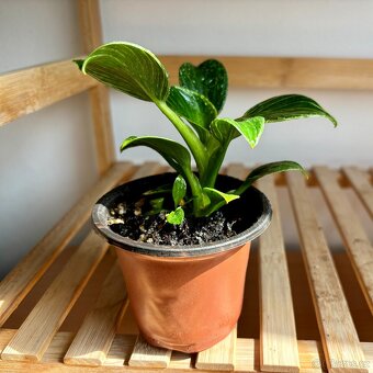 Philodendron birkin - 2