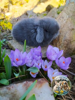 zakrslí králíčci ze Znojma mini lop - 2