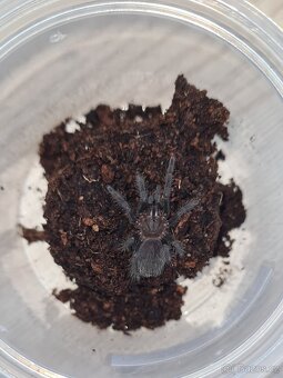 sklípkan Tliltocatl albopilosum - 2