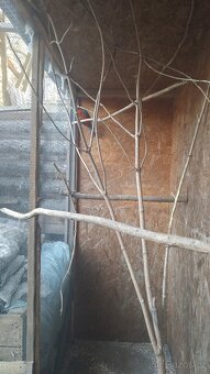 Rosela penant samec - 2