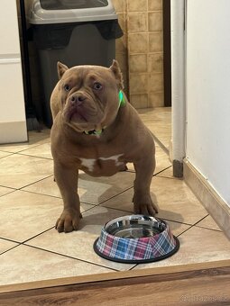 Prodám American bully pocket ABKC - 2
