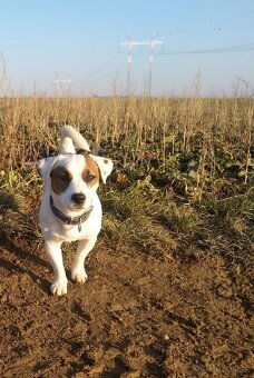 Jack Russell Terrier - krytí - 2